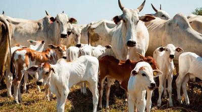 Em 2023, abate de bovinos cresceu e o de frangos e sunos atingiu recordes