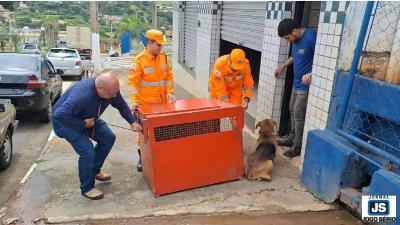 Resgatado com segurana o cachorro que atacou vrias pessoas nas proximidades da Creche Centenrio