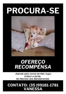 COMPARTILHE: Ajude nas buscas pela cachorrinha Mel 