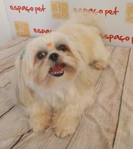 COMPARTILHE: Guaranesianos denunciam furto de cachorra shih-tzu no Jardim Renovao II