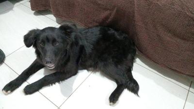 Cachorra  resgatada na rodovia entre Muzambinho e Guaxup