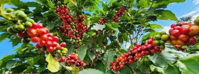 Boletim apresenta andamento da safra cafeeira na rea de atuao da Cooxup
