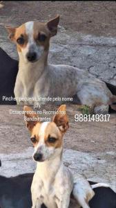 Ajude uma famlia do Recreio dos Bandeirantes a reencontrar sua cachorrinha 