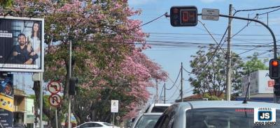 A beleza dos ips-rosa que encantam a Avenida Dona Floriana, em Guaxup