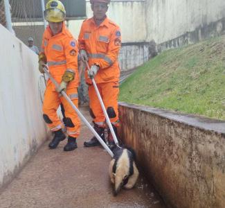 Tamandu-mirim  resgatado por Bombeiros de Guaxup em creche de Arceburgo e devolvido  natureza