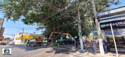 Vereador Carlo, do Jornal JOGO SRIO, destaca a importncia da poda preventiva das seringueiras da Avenida 