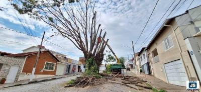 Retirada de seringueira condenada na Avenida Dona Mariana colocar fim ao temor de moradores quanto a riscos