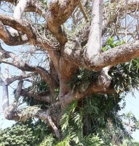 rvore centenria em Cabo Verde pode guardar vestgios da escravido