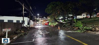 Bombeiros e DIMUTRAN liberam rea afetada por queda de rvore no centro de Guaxup 
