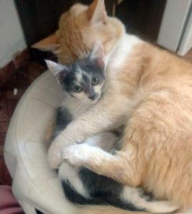 Gatinha pertencente  famlia do Jardim Planalto est desaparecida desde ontem