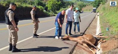 Animal invade a pista e provoca sinistro com caminho entre Guaxup e So Pedro da Unio