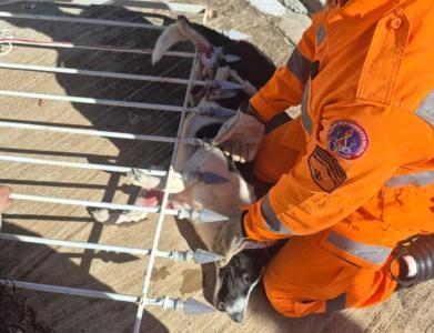 Bombeiros resgatam co preso em lana de porto em Guaxup