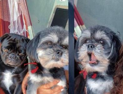 Famlia do Jardim Amrica II procura desesperadamente pela cachorrinha 