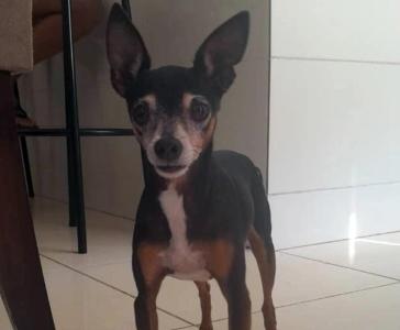 EM GUAXUP: Ajudem os donos de 