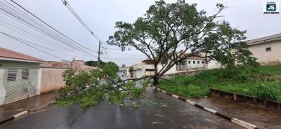  Queda de galhos provoca interdio de via pblica em Guaxup