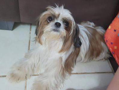 Ajude uma fam�lia do Jardim Alvorada a reencontrar a cachorrinha 