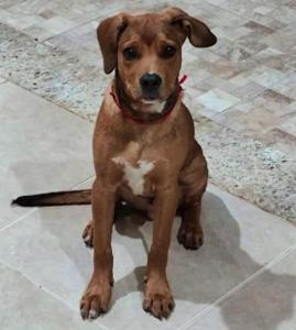 Fam�lia resgata c�ozinho perdido e aguarda seus donos retir�-lo