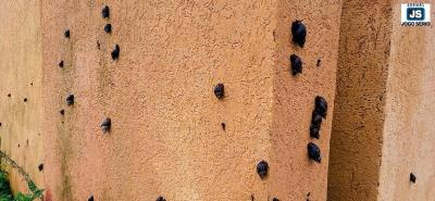 Moradores denunciam prolifera��o de caramujos africanos no Jardim Rosana 