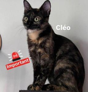 Moradora pede ajuda para encontrar gata desaparecida pr�ximo � Igreja S�o Jos� Oper�rio, em Guaxup�