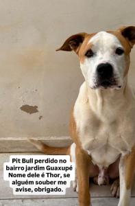 Fam�lia do Jardim Guaxup� procura por pitbull desaparecido 
