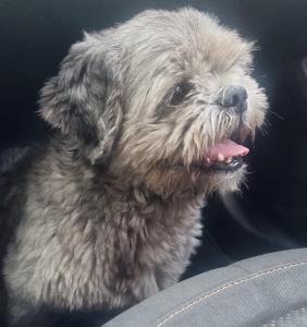 Animalzinho aparentemente perdido � acolhido entre o Parque do Lago e o Jardim Planalto