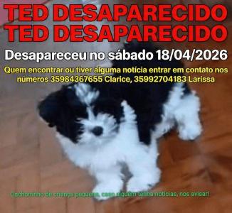 Fam�lia do Parque dos Imigrantes procura pelo paradeiro de seu c�ozinho de estima��o 