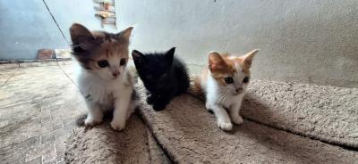 Lindos gatinhos dispon�veis para doa��o em Guaxup� 