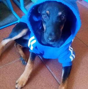 Ajude os donos de 