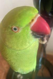 Fam�lia do Recreio dos Bandeirantes pede ajuda para recuperar ringneck desaparecida 