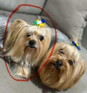Fam�lia do Parque das Orqu�deas pede ajuda para localizar cachorrinha desaparecida 
