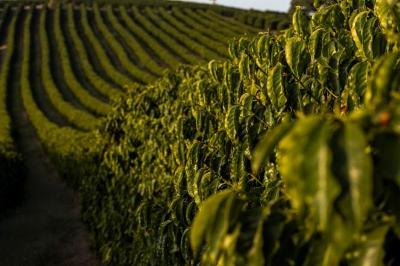 F�rum Caf� e Clima debate impactos das condi��es meteorol�gicas na �rea da Cooxup�