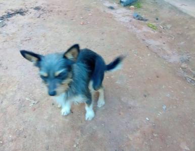 Cachorrinha de crian�a neurodivergente est� desaparecida desde o in�cio da semana 