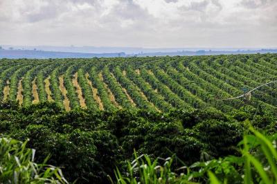 Clima e fisiologia vegetal entram no debate sobre a safra de caf�
