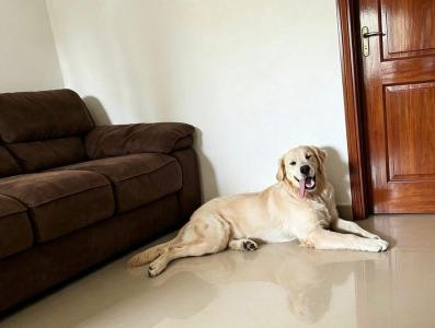 Fam�lia do Parque dos Munic�pios pede ajuda para reencontrar cachorro desaparecido