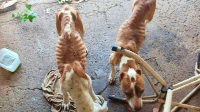 Homem � preso por PMs ambientais ap�s flagrante de maus tratos animais no Sudoeste mineiro 