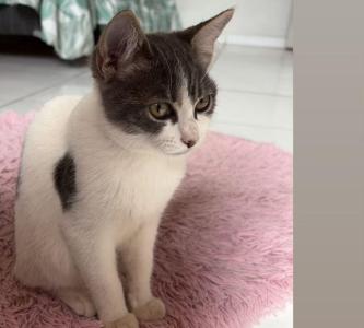 Fam�lia do Jardim Europa pede ajuda para reencontrar gatinha desaparecida 