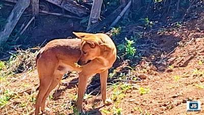 C�ozinho comunit�rio � resgatado pela Sa�de Pet ap�s ser ferido por ouri�o no Alto da Colina