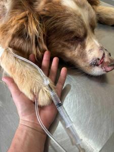 A import�ncia do plant�o 24 horas da Clinic�o Cl�nica Veterin�ria em Guaxup�