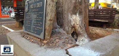 Árvore de Sibipiruna da Avenida terá de ser sacrificada após incêndio criminoso