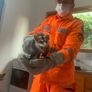 Bombeiros resgatam animais na área central de Guaxupé